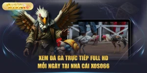Xem Đá Gà Trực Tiếp Full HD Mỗi Ngày Tại Nhà Cái XOSO66
